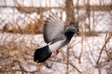 flight