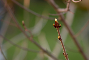 bourgeon au printemps