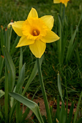 Obraz premium daffodil
