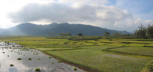 cara ricefields with cloudy sky, ruteng, flores, indonesia, pano