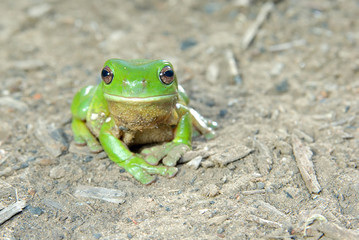 green tree frog on ground