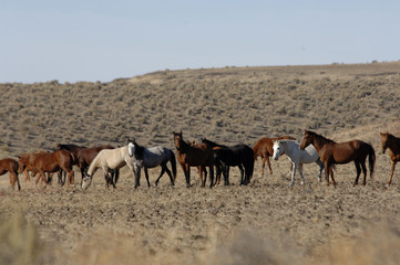 Obraz premium wild horses standing and feeding