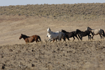 wild horses on the range