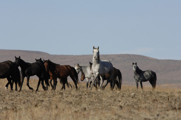wild horse standing out from the herd