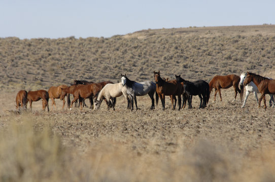 wild horses standing and feeding