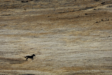 single wild horse running in the hills