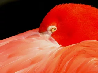 Afwasbaar Fotobehang Flamingo flamingo in oranje