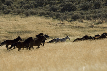 wild horses running in tall grass