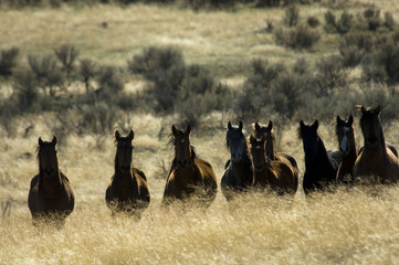 wild horses standing in tall grass