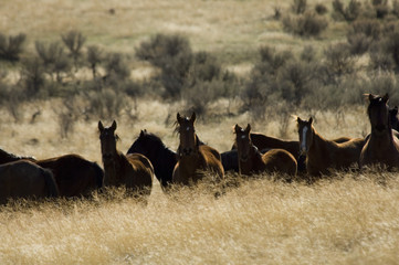 wild horses standing in tall grass