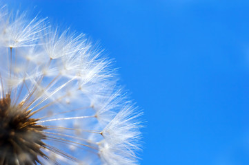 dandelion on a background of the blue sky