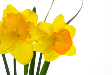 close up of a narcissus