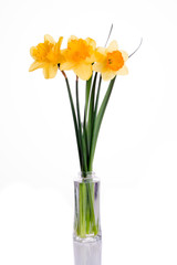 three narcissus in a vase