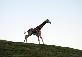 running giraffe