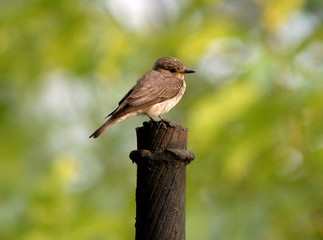 small birdy