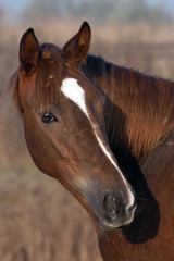 Obraz premium head of a horse