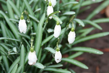 snowdrops
