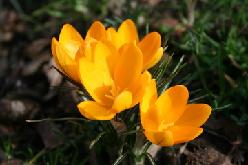 orange color crocus flowers in spring