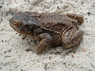 brown toad