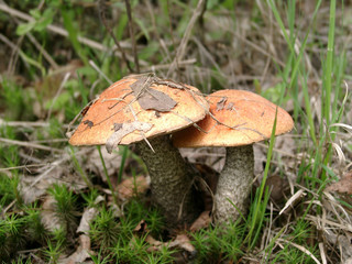 aspen mushrooms