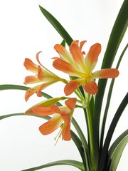 clivia orange-coloured pretty flowers