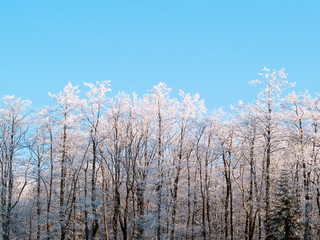 trees in hoarfrost