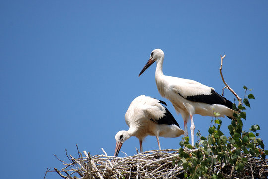 cigogne blanche