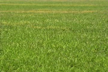 green grass background