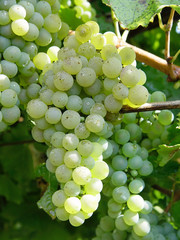 green grapes on the vine