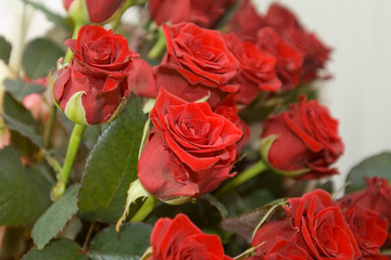 red roses