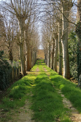 une allée de platanes