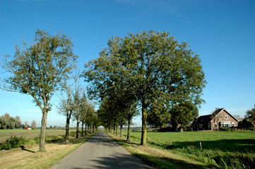 lane with trees