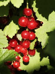 redcurrants