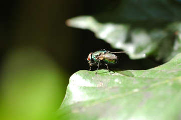 fly