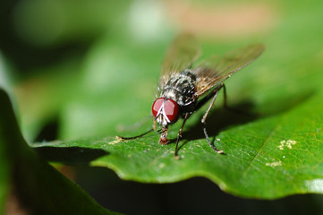 fly