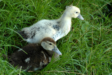 young duck