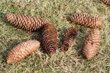 pinecones