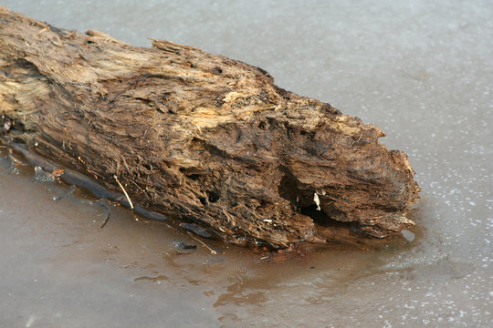 frozen log