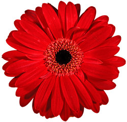 rode bloem