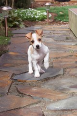 puppy playtime