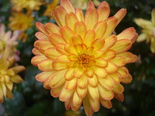Blooming and Blossoming Yellow and Orange Colored Fall Looking Flower in a Bouquet of Flowers