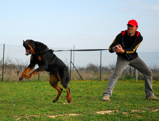 attaque de beauceron