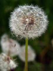 dandelion head on the wind