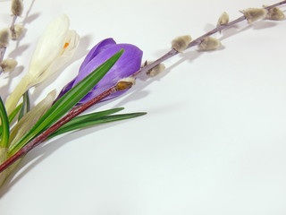 Fototapeta premium crockus and catkin spring