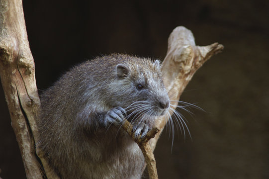 desmarest's hutia
