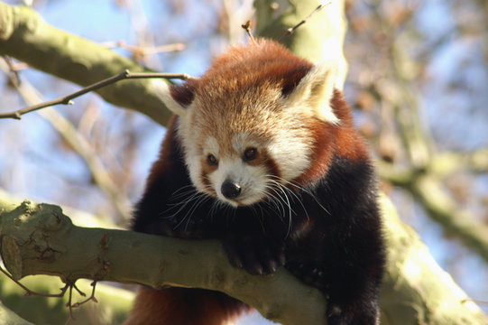 Fototapeta red panda