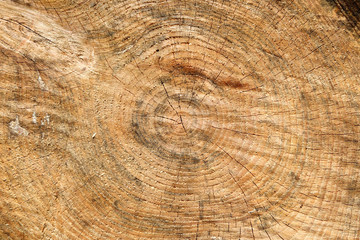 Naklejka premium a large sawn log with lots of wood rings.