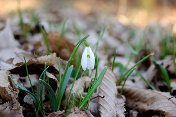 snowdrop flower in forest green