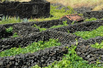 typical azores vinyard