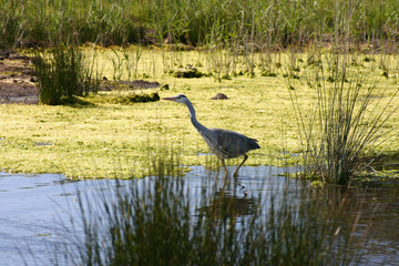a heron looking for fish. viewed from a hide, isle